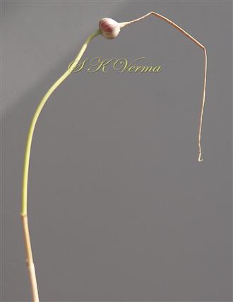  Scape bearing apical bulb covered by spathe